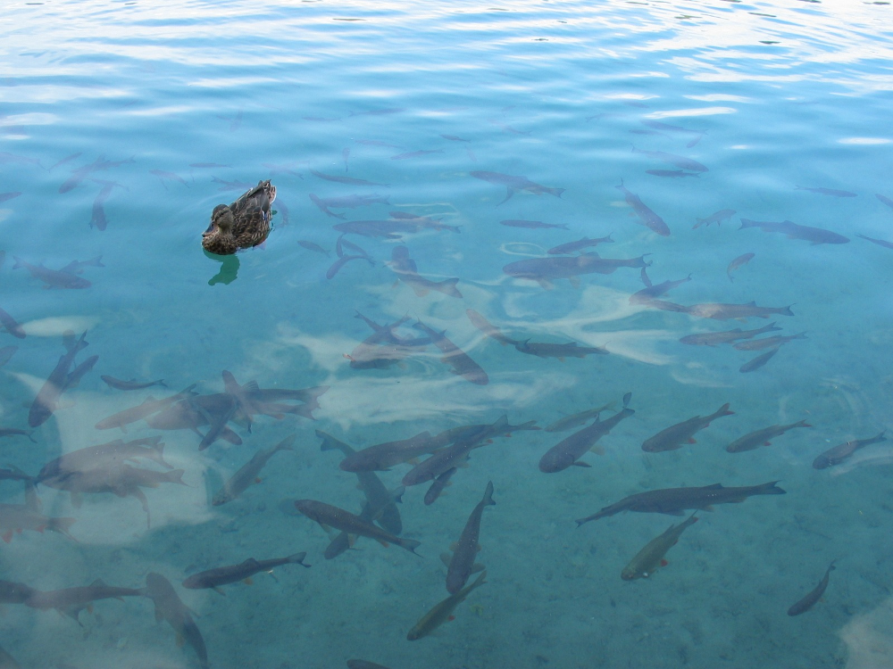 Un anatra nel lago sopra a dei pesci